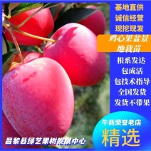 小苹果盆景，糖心小苹果盆观赏鲜食兼用的优良品种