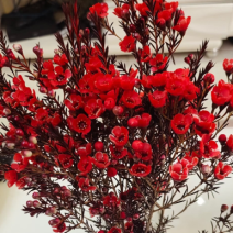 腊梅鲜切花花期长可做干花基地包邮直发一把300克