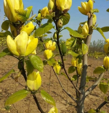黄鸟玉兰春夏秋三季开花里外金黄色