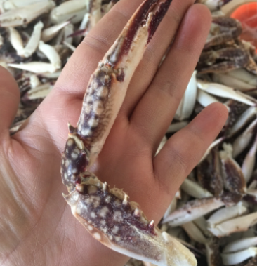 [梭子蟹批发]梭子蟹脚 中号脚,大号脚 人工挑选,包邮偏远地区除外价格