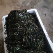 海带苗