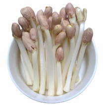 芽苗菜