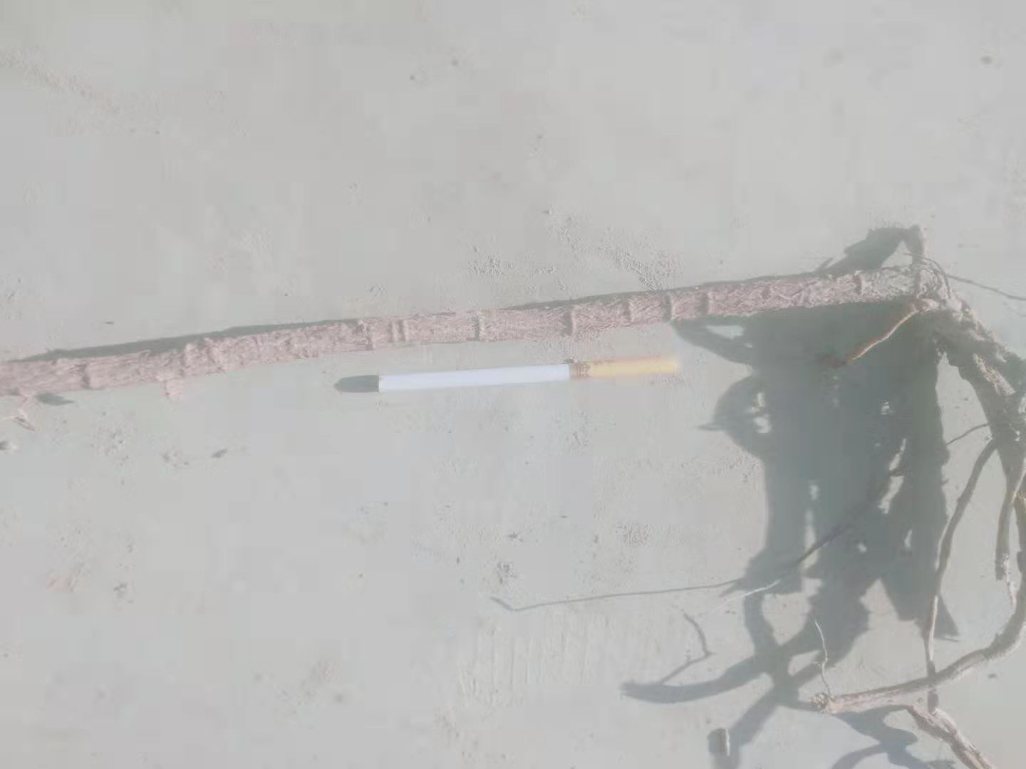 鱼腥草根产地分布图