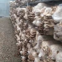 各类菌棒出售