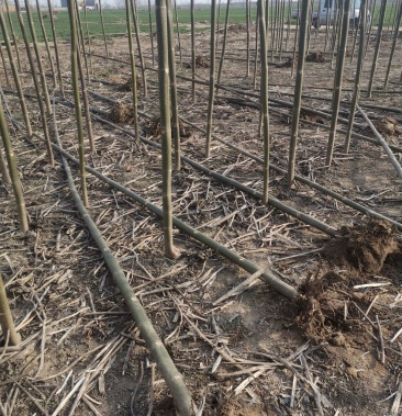 [泡桐苗批发]泡桐苗价格2.00元/棵 - 一亩田