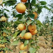 梨树丰水梨树