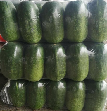 绿皮小冬瓜大量供货中量大欢迎新老客户前来考察收购