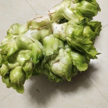 儿菜