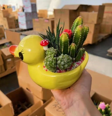 经典卡通多肉仙人球组合盆景