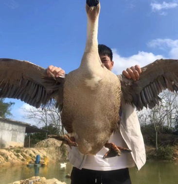 三年老鹅马岗鹅大白纱阳江杂黑棕鹅棚鹅
