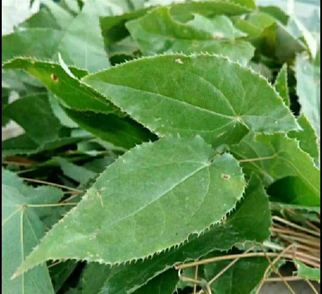 鱼腥草根与叶的外形对比