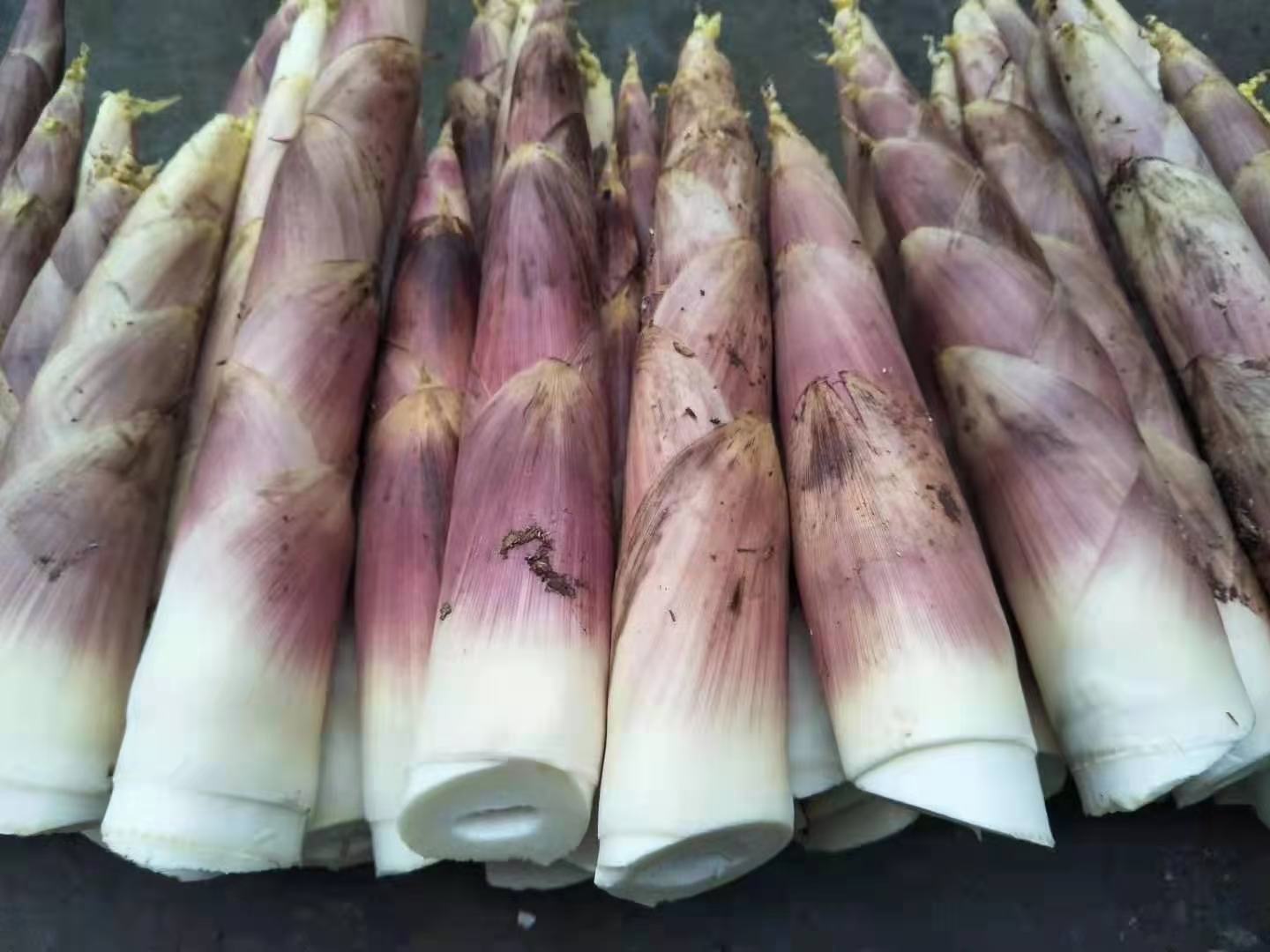 高清特写:刚剥壳的雷竹笋,笋体修长挺拔,外壳淡黄泛紫晕,笋尖紧裹未展叶,基部切口洁白湿润,表面附着薄层天然嫩黄笋衣,竹匾中整齐平铺,背景为青砖农家院落 雷竹笋新鲜原料特写
