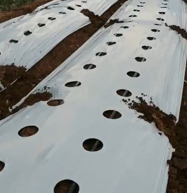 银黑地膜打孔地膜开孔地膜黑白地膜白色地膜5公斤一卷