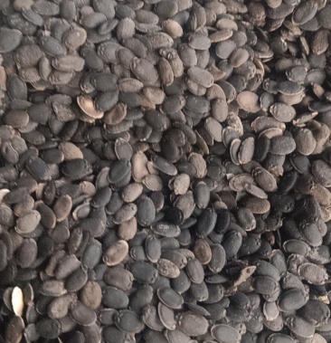 [丝瓜子批发]肉丝瓜籽.价格12.00元/斤 - 一亩田