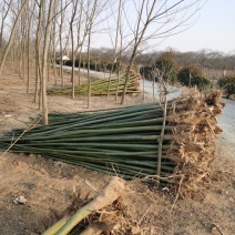 青桐1一15公分