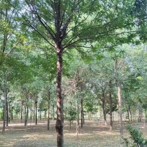 皂角树