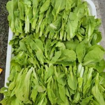 精品菜苔随时有货全国供应