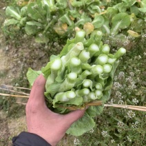 规格齐全菜苔长期有货价格美丽
