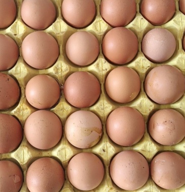 照蛋鲜活珠子毛蛋