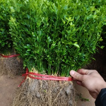 枳壳小苗批发，篱笆墙树苗，枳壳芽苗积壳砧木苗
