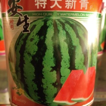 安生特大新青西瓜种子，可达10公斤左右，