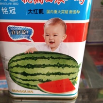 抗病西农八号西瓜种子，瓜皮深绿带美丽条纹，