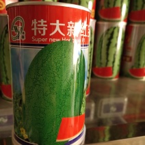 特大新红宝西瓜种子，皮色浅绿色，单瓜8公斤左右