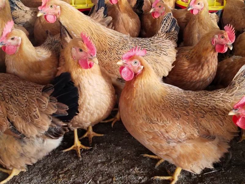 温氏公司天露麻母鸡,可以续养,也可现杀.