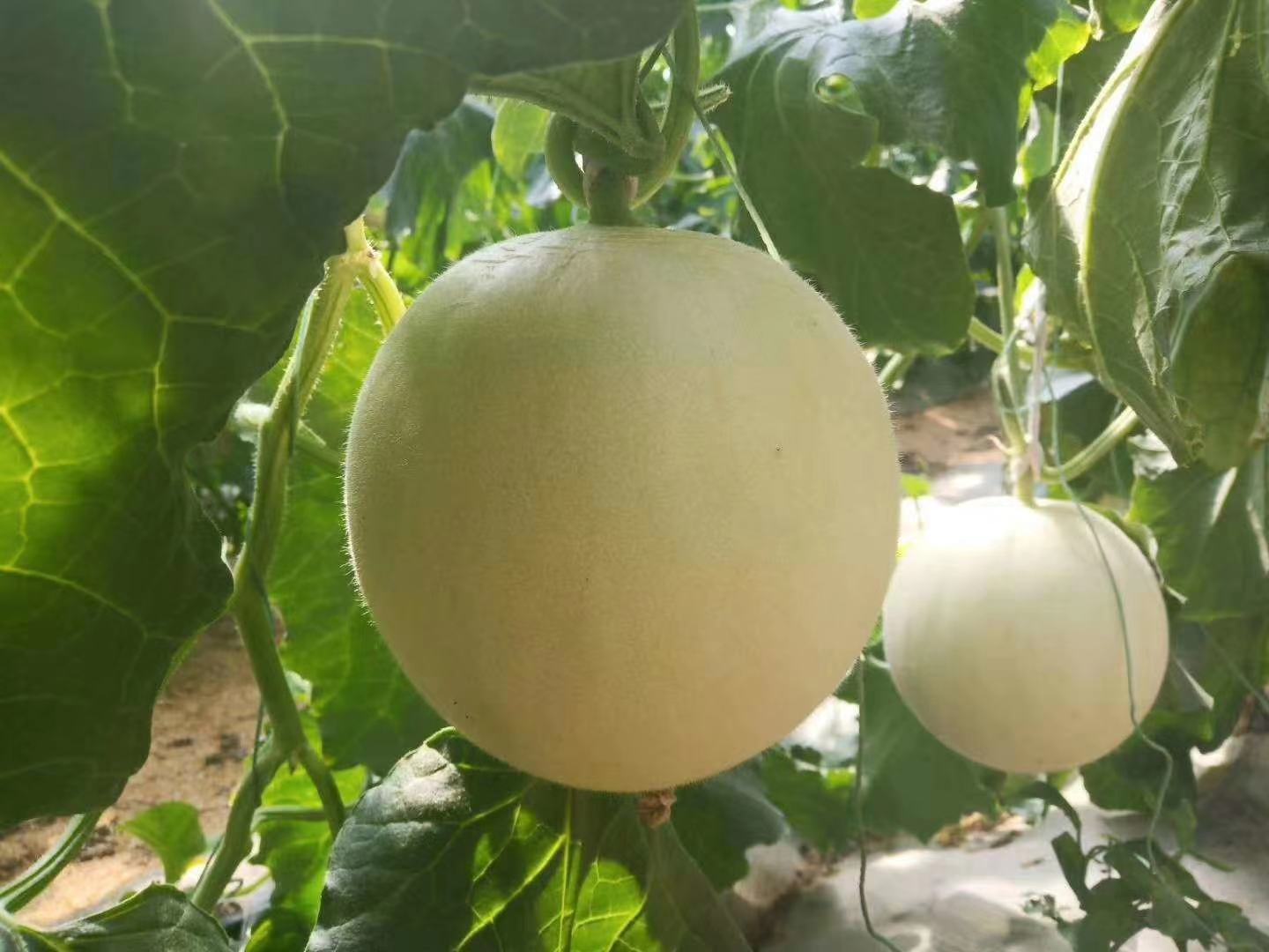 一位身穿防晒衣的农民正在阳光下的瓜田中弯腰采摘成熟的玉菇甜瓜,周围藤蔓茂盛,叶片翠绿,地上散落着几颗刚摘下的淡绿色甜瓜,背景可见整齐排列的瓜棚和远处运输车辆,展现丰收景象 农户在瓜田中采摘玉菇甜瓜场景