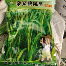 杂交狼尾草种子，杂交品种，亩产20000斤