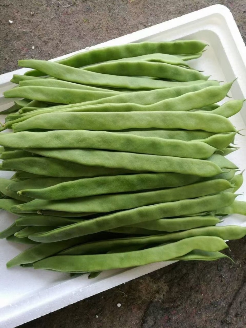 扁豆芸豆,扁芸豆(第13页)_大山谷图库