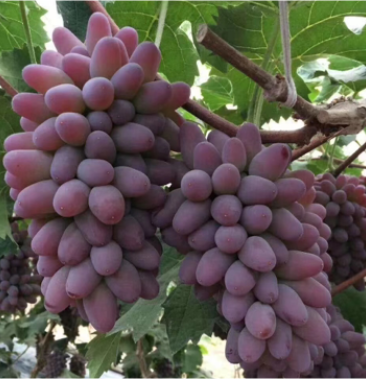 [茉莉香葡萄苗批发]吉林出售茉莉香葡萄苗 又称着色香葡萄苗价格2.