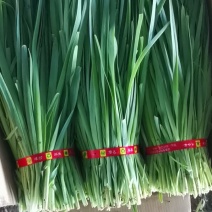 精品二刀韭菜大量上市还有响水石板大米包你好吃不贵