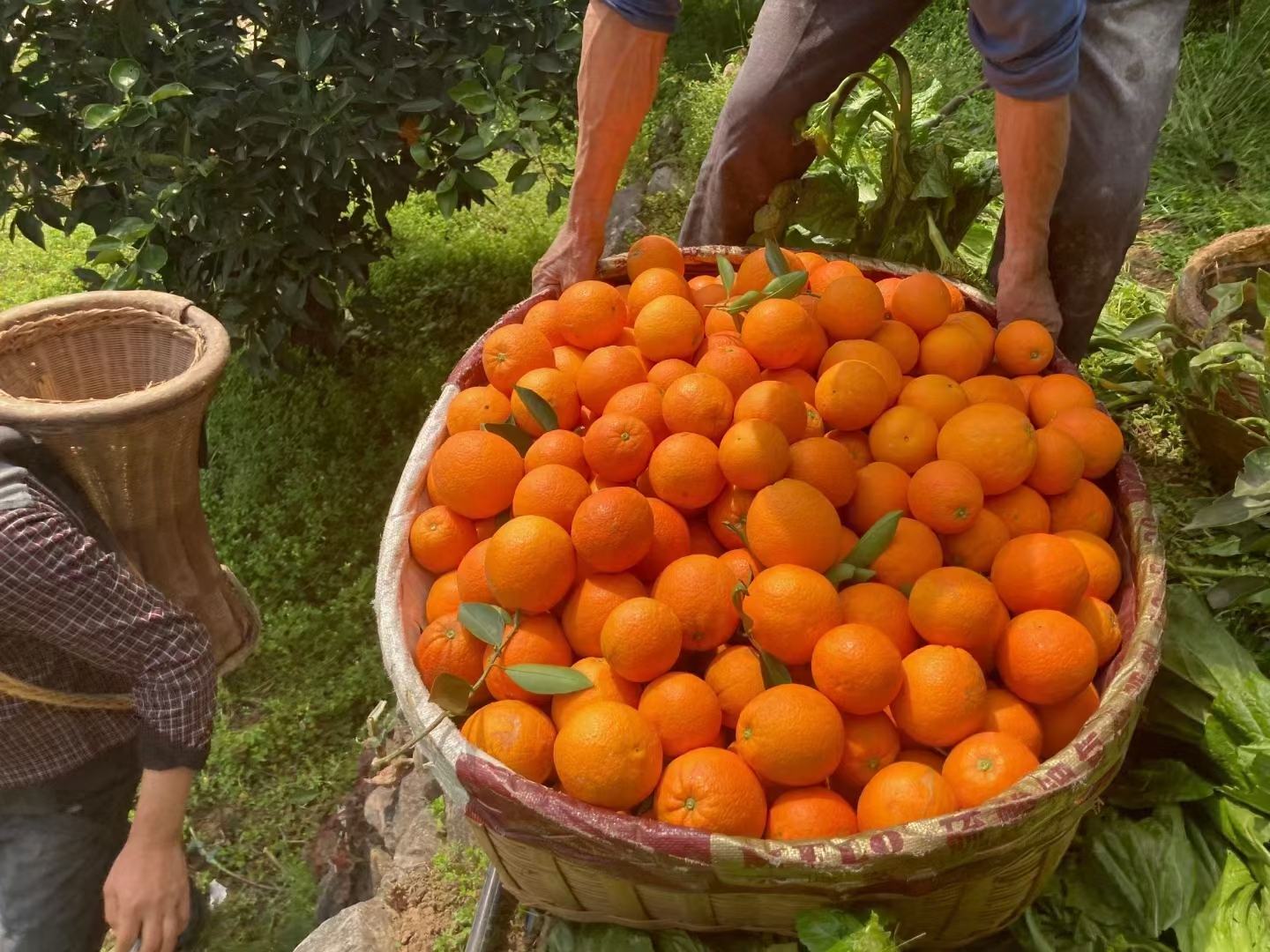 伦晚脐橙果园采摘场景