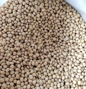 早熟黄豆种子颗粒大纯黄