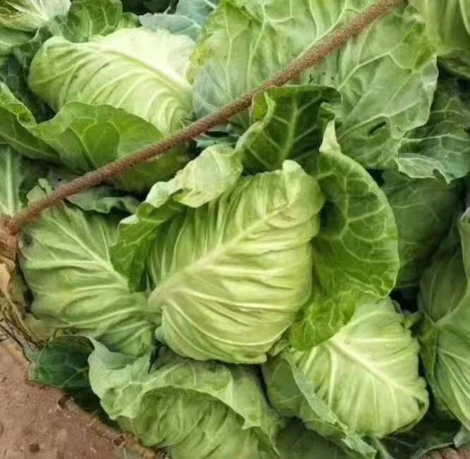 展示皱叶甘蓝与其他食材一起烹饪的过程,锅中正在翻炒绿色叶片,旁边摆放牛心甘蓝作为对比 皱叶甘蓝烹饪图