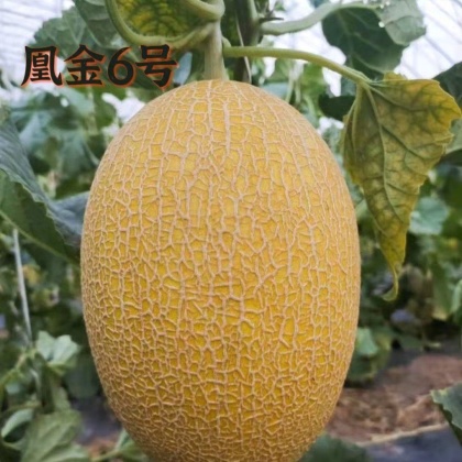 红心脆哈密瓜产地价格