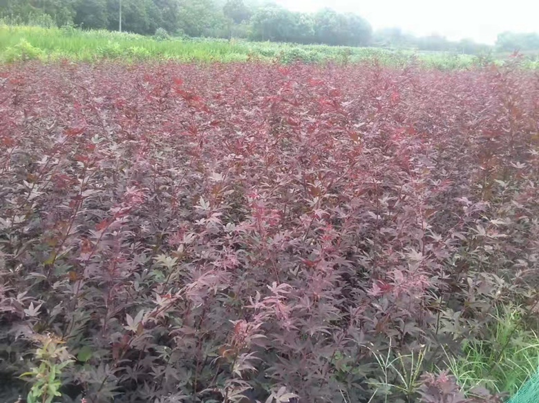 红枫苗种植基地实景图