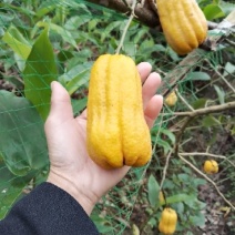 佛手苗