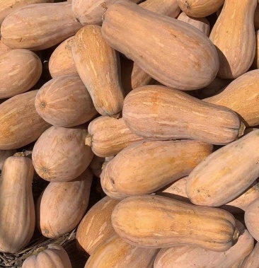 海南密本南瓜产地直销产地一手供应商海南一级代理商