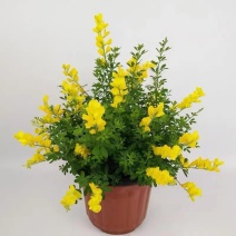 金雀花黄金雀盆景花卉观花植物一手货源基地直发