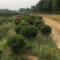 茶花、茶梅