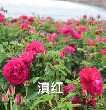 食用玫瑰苗滇紅種苗鮮花可用做鮮花餅1020cm