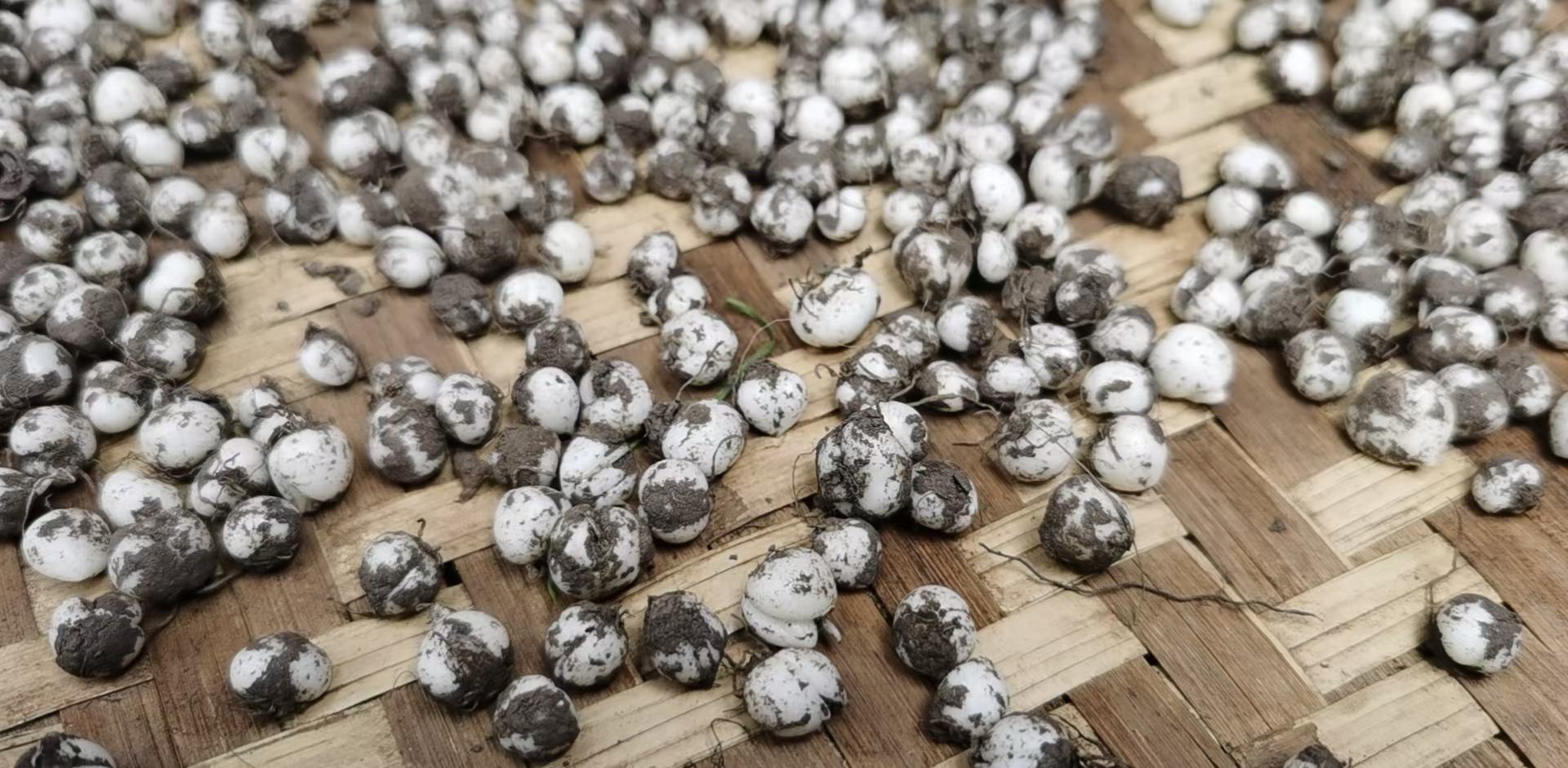 川贝母采挖现场