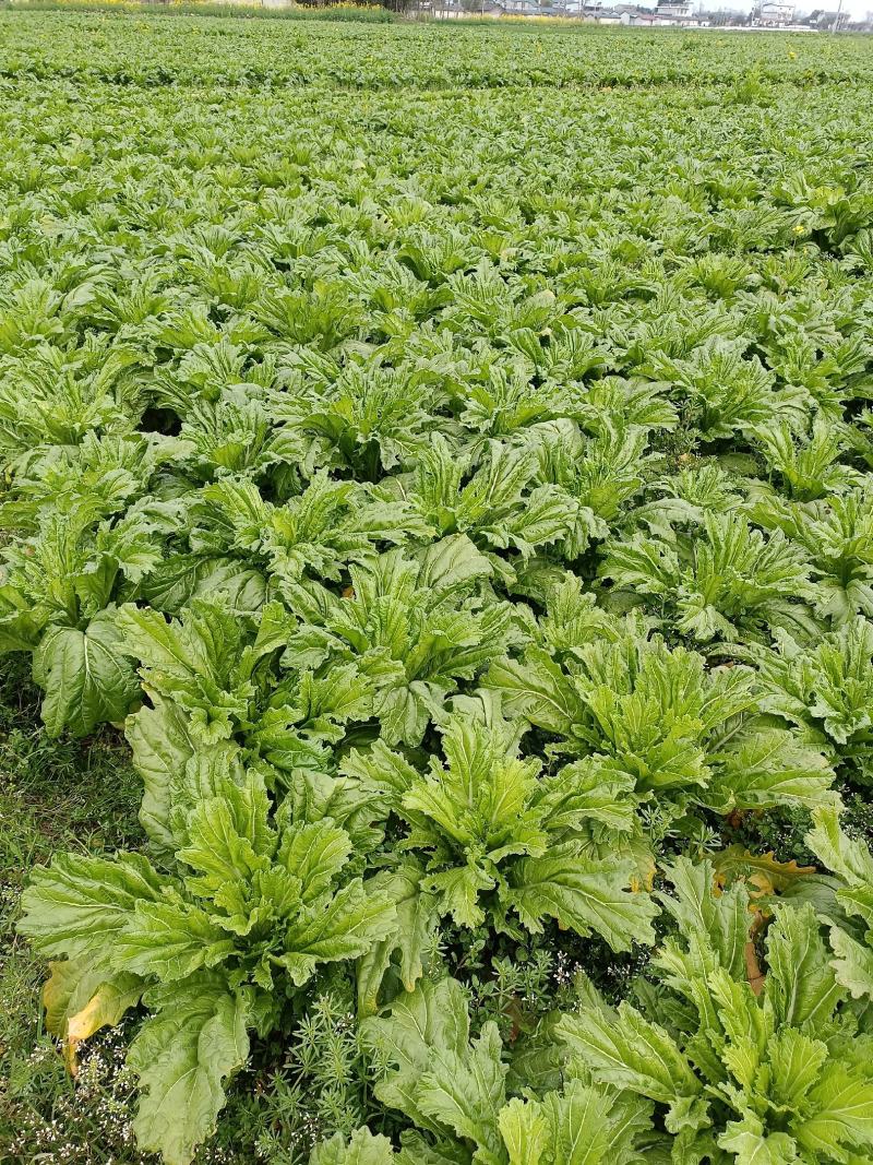 花叶迟棒菜无空心无黑心不起苔色泽清秀出货中