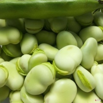蚕豆角胡豆角颗粒饱满3到6粒支持全国发货