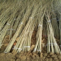 合欢树苗绒花树苗芙蓉花树苗盆栽南北方大型绿工程庭院风景绿