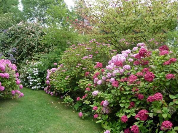 粉红胡椒灌木与天竺葵植物在阳光下的自然环境中生长,背景为绿色花园场景 粉红胡椒与天竺葵植物在自然环境中生长