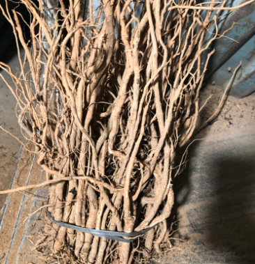 千斤拔吊马桩小叶千斤拔种植五年千斤拔饱满坚韧