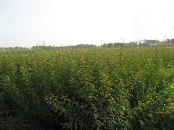 夏季盛开的四季玫瑰园